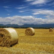 Panoramica con rotoli di grano